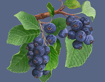 A branch of ripe blueberries on a gray background