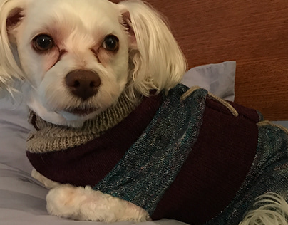 Machine Knit Dog Sweaters