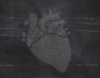 Human Heart Anatomy Hand Drawn on Chalkboard