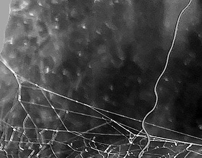 spider webs (distillation I)
