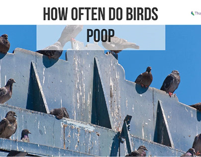 How Often Do Birds Poop? (The Surprising Answer)