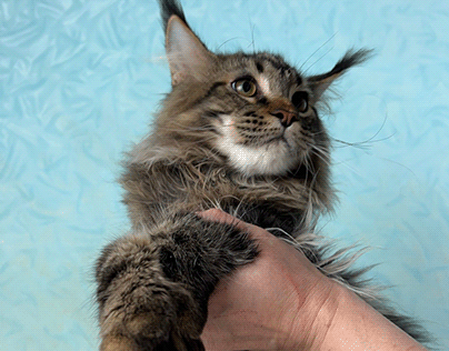 Norman Tabby color male Maine Coon Kitten