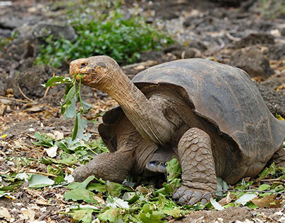 A Milestone as Galapagos Giant Tortoises Are Born