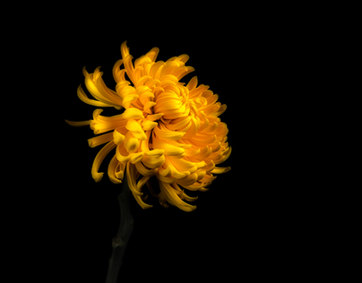 Chrysanthemum [Yellow]