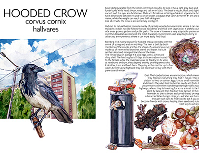 Information Sheet About the Hooded Crow