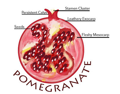 Pomegranate Cross Section
