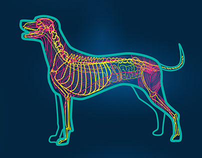 Canine Medical Illustration