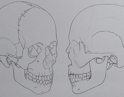 Vistas del Cráneo Humano y sus huesos
