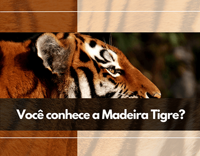 Você conhece a Madeira Tigre?
