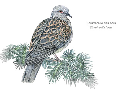 european turtle dove, tourterelle des bois