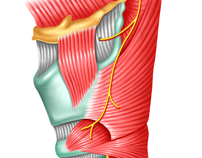 Larynx view