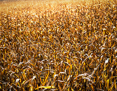 Autumn corn field