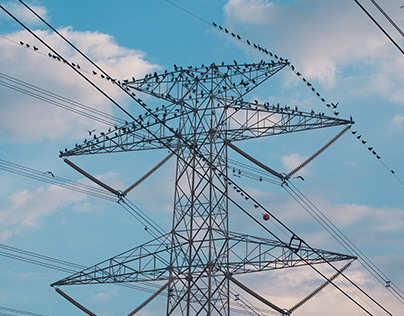Project thumbnail - Power Lines with Birds