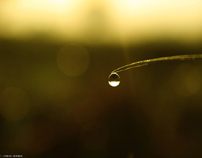 Dew drops photography