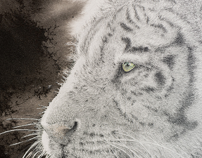 Pencil drawing and sumi - White Tiger