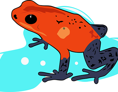Rana / Frog