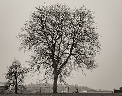 Solitary Trees FIVE