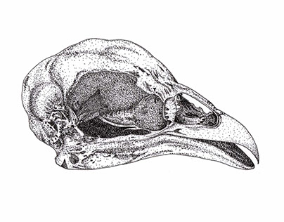 Chicken Skull Illustration