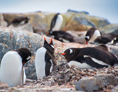 Guardián de Pingüinos: Un Legado de Conservación