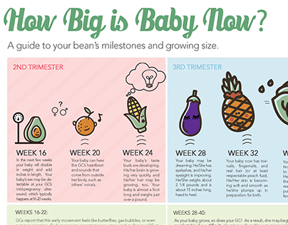 Infographic - Baby Growth Chart for Surrogate Mothers