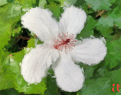 White Hibiscus_Digital Art
