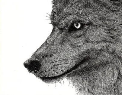 Wolfi