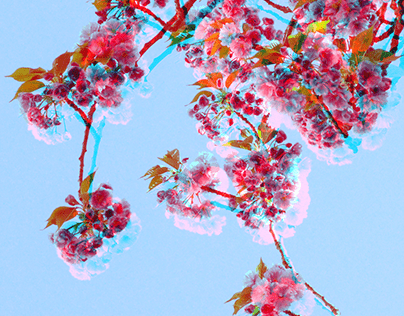 Travail d'aberration chromatique sur fleurs de cerisier