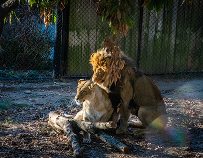 Lion Photography