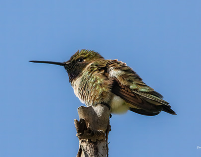 Hummingbirds up close