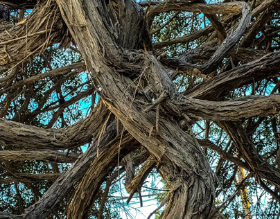 Tree Trunk, Venice Beach, CA.