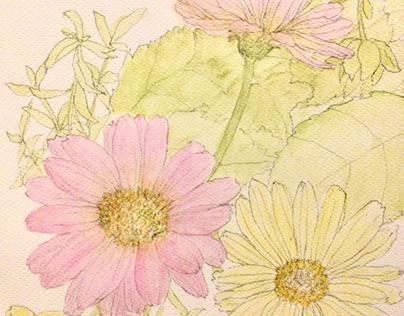 flower sketch  Gerbera coloring