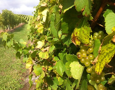 Riesling on the vine