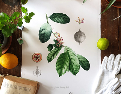Botanical illustration Vol. 12