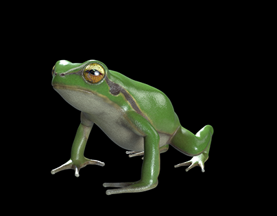 Green frog, 개구리