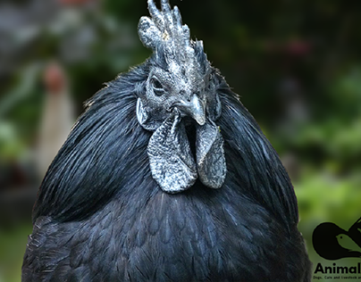 Little Known Facts About Ayam Cemani.