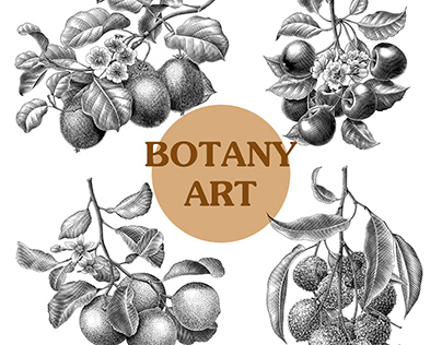 Botanical illustration of my garden fruit