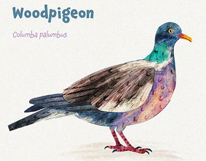 Woodpigeon Fact Card