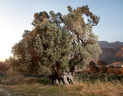 ANCIENT OLIVE TREES