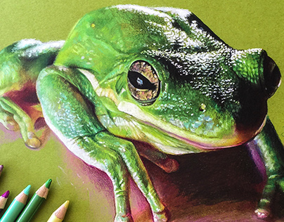 Colored Pencil Frog Drawing