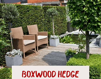 Green Mountain Boxwood in Your Yard