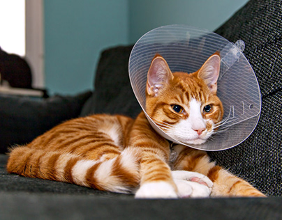 Spay-Neuter Glossary of Terms