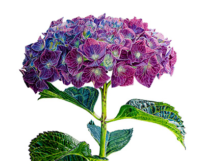 Hydrangea. Watercolor illustration