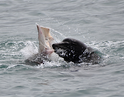 Sea Lion with his catch