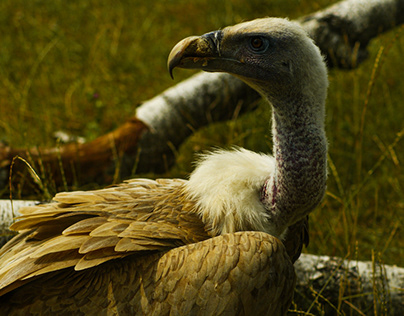 Vulture. Polish ZOO
