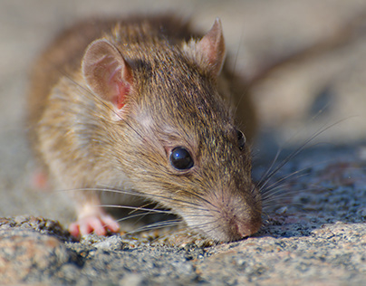 Rodent Management Services (RMS) in Bangalore