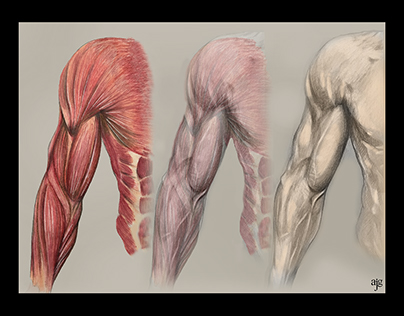 Human Anatomy Illustrations II