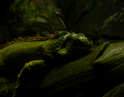 Lazy Iguana