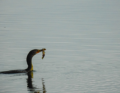 Double Crested Cormorant caught a Fish