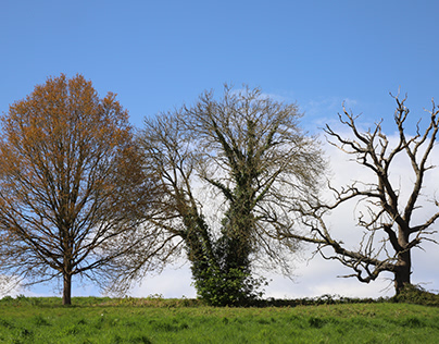 Three trees, from living to decay