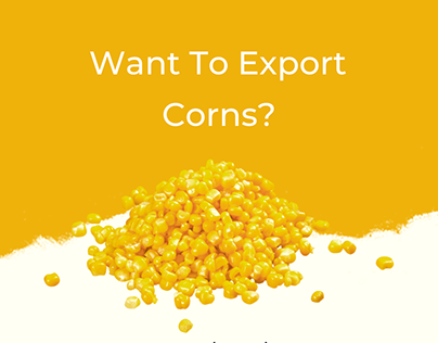 Want to Export Corns?